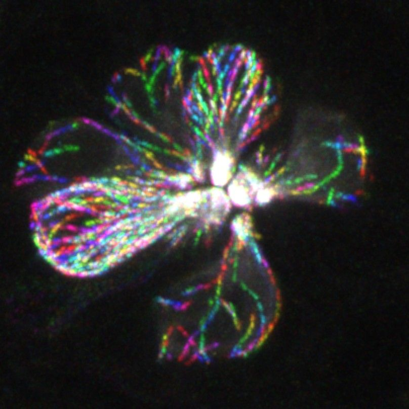 a microscopic image of sensory hair cells within the zebrafish lateral line