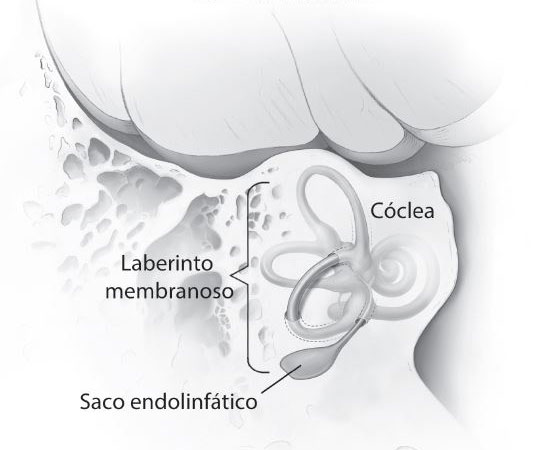 Ilustración que muestra la ubicación del saco endolinfático en el oído interno. El saco endolinfático está ubicado debajo del laberinto membranoso y la cóclea.