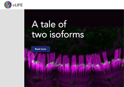 Cover of eLIFE: A Tale of Two Isoforms