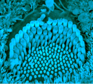 Scanning electron microscopy image of a sensory cell of the mouse inner ear. This top-down view shows the mechanosensory hair bundle.
