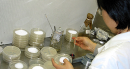 Scientist working in laboratory.