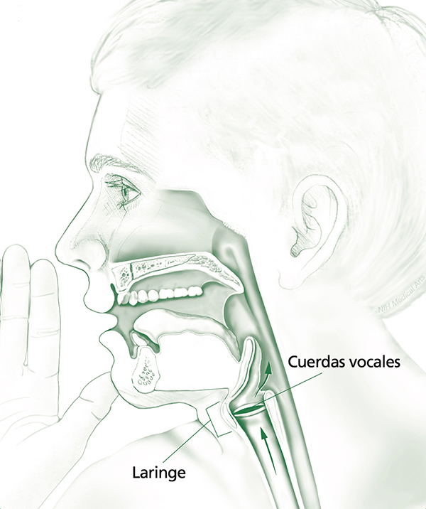 Imagen que destaca la laringe y las cuerdas vocales humanas como las partes de la garganta que se ven afectadas por la disfonía espasmódica.
