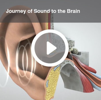 Video titled Journey of Sound to the Brain.