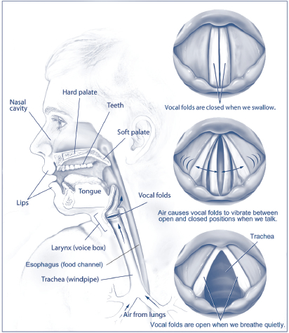 Pencil-drawn illustration of human vocal folds.