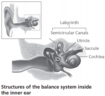 Black and white close-up illustration of the inner ear.