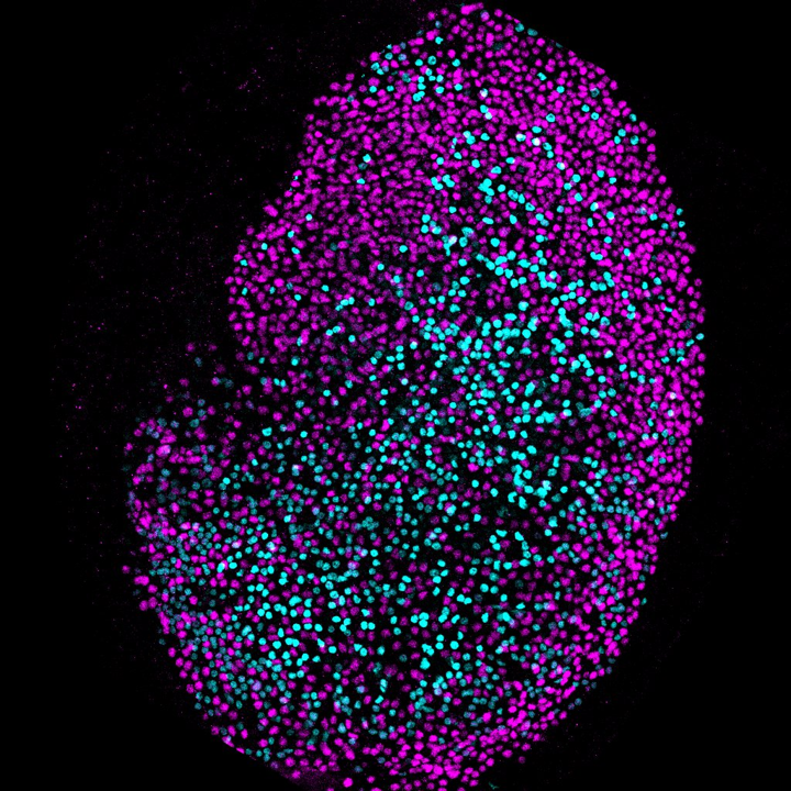 Confocal image of a mouse utricle wholemount.