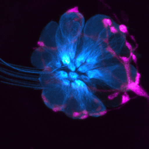 Confocal image of a zebrafish neuromast, showing sensory hair cells in blue and afferent innervation in pink.
