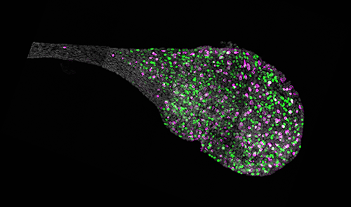 A microscopic image of an endolymphatic sac from the inner ear of a mouse.