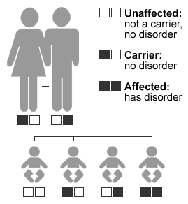 Illustration showing that two carrier parents will have a 1 in 4 chance of having a child with the disorder, a 2 in 4 chance of having a child who is a carrier, and a 1 in 4 chance of having a child who neither has the disorder nor is a carrier.