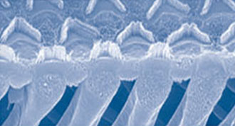 Under great magnification, hair cells can be seen as
the arrow shaped structures at the top of the photo.