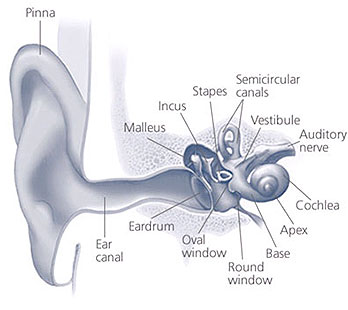 The auditory system