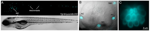 Transgenic illuminates sensory hair cells in the larval zebrafish. 