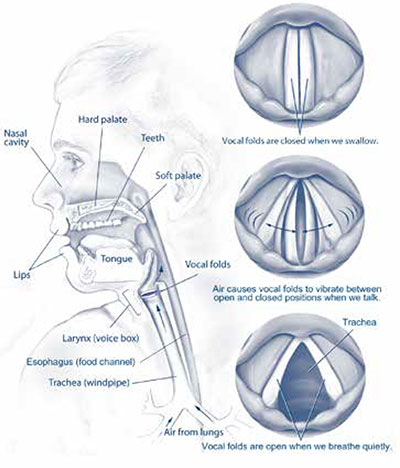 Lips, nasal cavity, hard palate, teeth, soft palate, tongue, vocal folds, larynx (voice box), esophagus (food channel), trachea (windpipe), and air from lungs are all involved in speech and voice production. Vocal folds are closed when we swallow. Air causes vocal folds to vibrate between open and closed positions when we talk. Vocal folds are open when we breathe quietly.