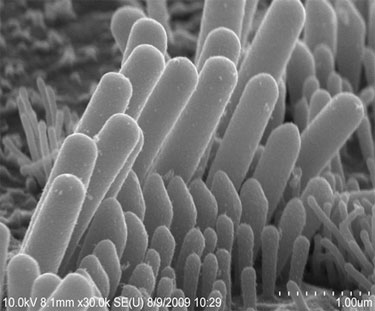 Photo showing Stereocilia perch atop sensory hair cells in the inner ear