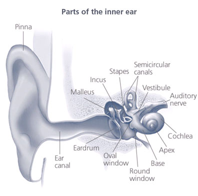 Hearing Loss Decibels Chart