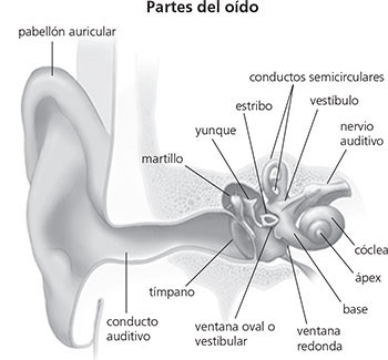 Partes del oido