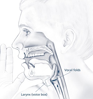 Illustration highlighting a person’s larynx (voice box) and vocal folds as parts of the throat involved in spasmodic dysphonia.
