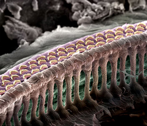 Inside the inner ear of a mouse, arc-shaped hair cell bundles emerge from the surface of the membrane. Hair cells transform incoming sound vibrations into signals that can be picked up by the auditory nerve and translated in the brain as sound.