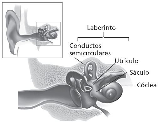 Ilustración del laberinto con relación al resto del oído. El laberinto contiene los conductos semicirculares, el utrículo, el sáculo y la cóclea.