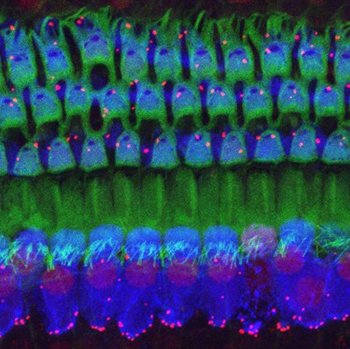 Hair cells in the mouse cochlea that have been immunostained and imaged via confocal microscopy.