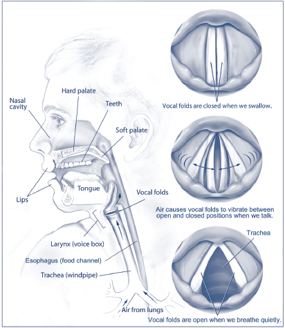 Structures involved in speech and voice production