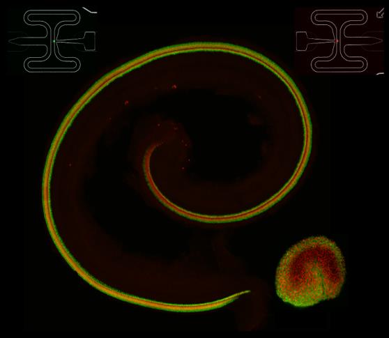 Cochlea and utricle from a transgenic animal