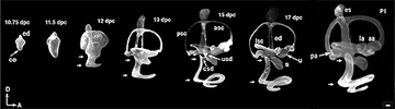 developmental mouse inner ear