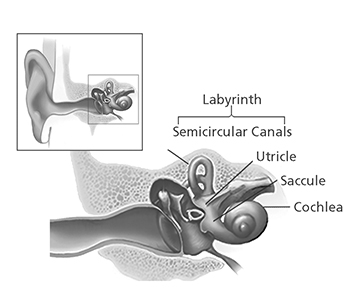Structures of the balance system inside the inner ear 