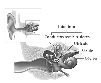Estructuras del sistema de equilibrio en el oido interno.