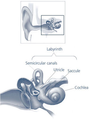  The labyrinth in relation to the ear