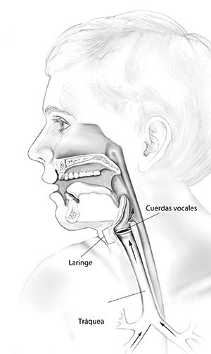 Partes del aparato respiratorio afectado por la PRR