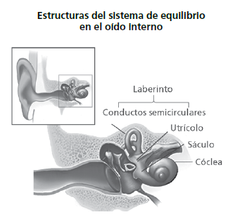 Estructuras del sistema de equilibrio en el oido interno.