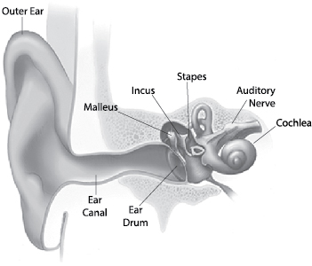 Illustration showing parts of the ear, including the inner ear. From the outer ear, the inner ear consists of the ear canal and eardrum. Past the ear drum is the malleus, incus, and stapes. Further inside the ear is the cochlea. The auditory nerve leads from the cochlea to the brain.