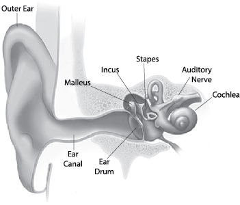 Inner Ear Chart