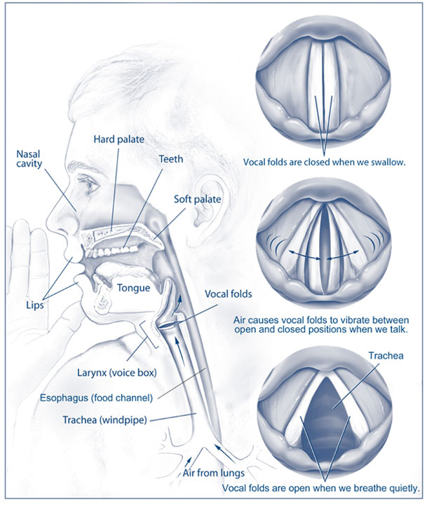 This image shows and labels the parts of the body involved in speech and voice production, including the lungs, trachea (windpipe), esophagus (food channel), larynx (voice box), vocal folds, tongue, lips, teeth, soft palate, hard palate, and nasal cavity. Three smaller illustrations show that vocal folds are closed when we swallow; that air causes vocal folds to vibrate between open and closed positions when we talk; and that vocal folds are open when we breathe quietly.