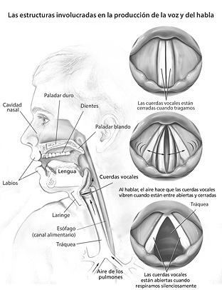 Structures involved in speech and voice production