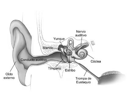 Imagen del oído interno mostrar martillo, yunque, nervio auditivo, timpano, estribo, cóclea y trompade eustraquio.