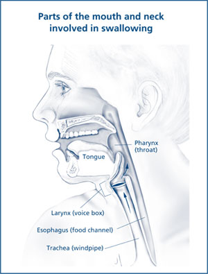 The parts of the mouth and neck involved in swallowing are the tongue, pharynx or throat, larynx or voice box, esophagus or food channel, and trachea or windpipe.