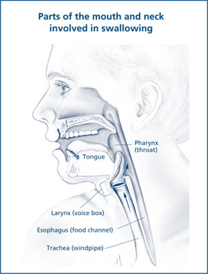 What Is Dysphagia (Difficulty Swallowing)? | NIDCD