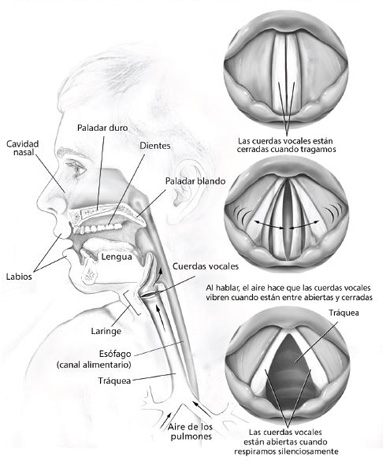 Anatomía del altavoz: Factores que influyen en la calidad del sonido