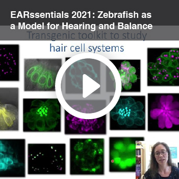 Video titled EARssentials 2021: Zebrafish as a model for hearing and balance.