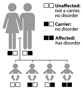Illustration showing that two carrier parents will have a 1 in 4 chance of having a child with the disorder, a 2 in 4 chance of having a child who is a carrier, and a 1 in 4 chance of having a child who neither has the disorder nor is a carrier.