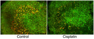 Mouse utricles with hair cells