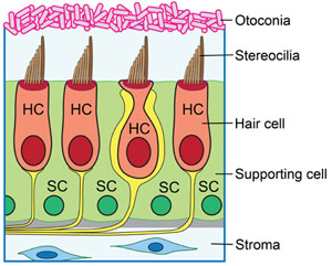 Diagram of cross-section of the 