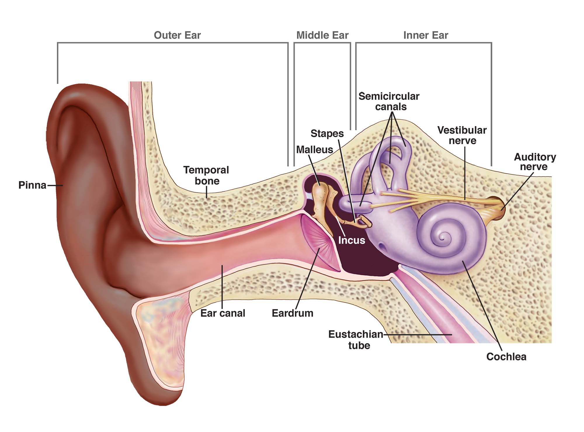 The outer ear includes the pinna, temporal bone, and ear canal. The middle ear includes the eardrum, malleus, incus, and stapes. The inner ear includes semicircular canals, eustachian tube, cochlea, and vestibule and auditory nerves.