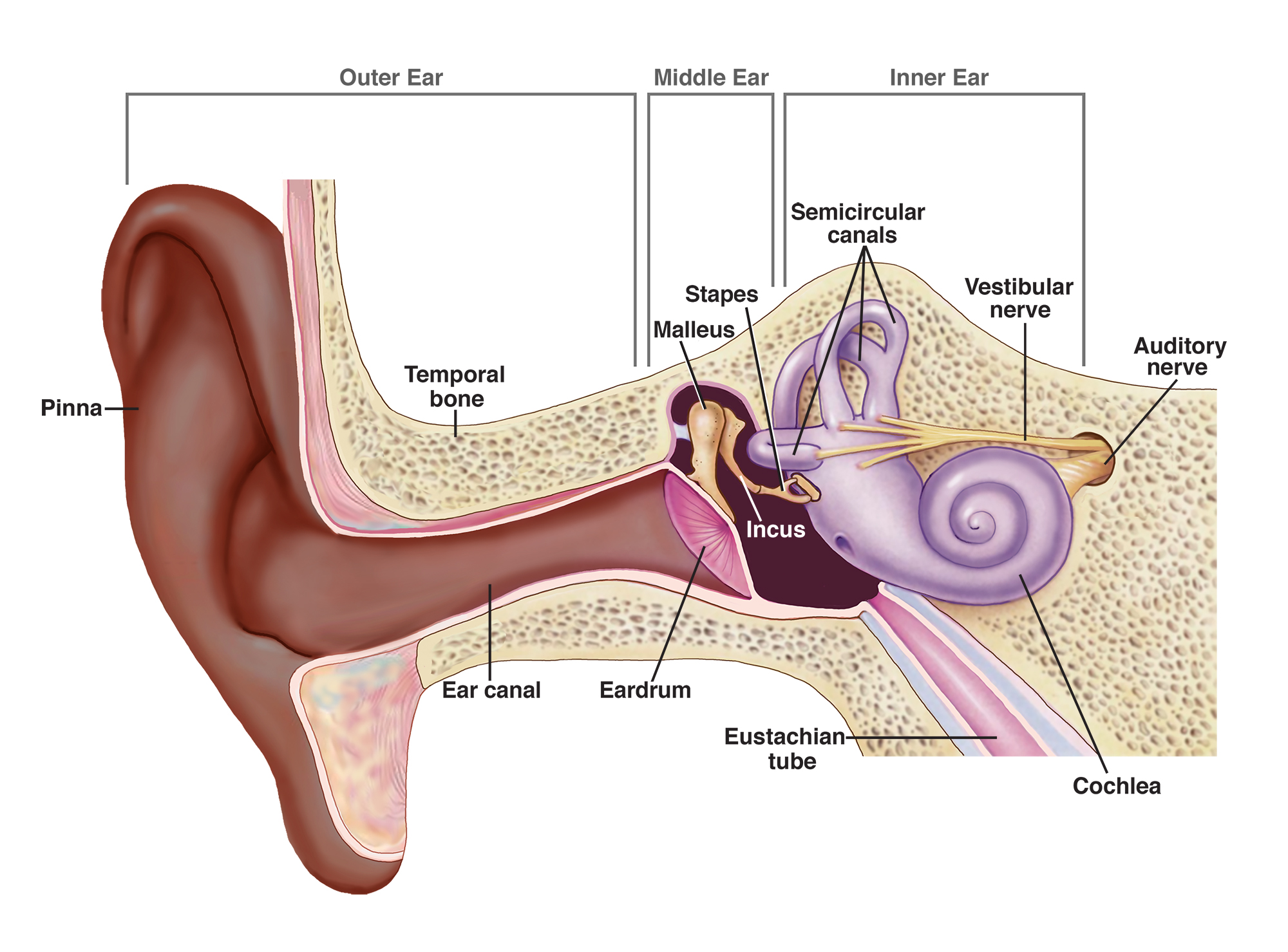 The outer ear includes the pinna, temporal bone, and ear canal. The middle ear includes the eardrum, malleus, incus, and stapes. The inner ear includes semicircular canals, eustachian tube, cochlea, and vestibule and auditory nerves.