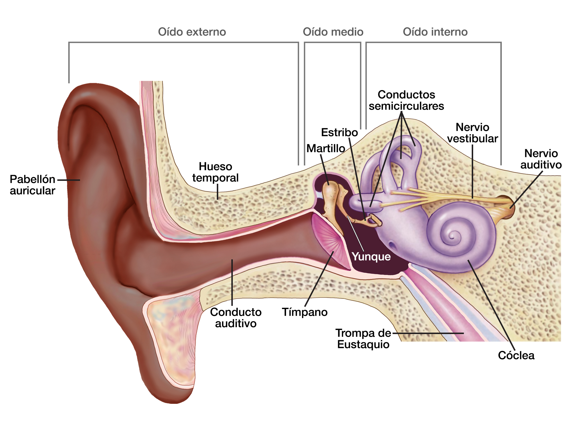 El oído externo incluye el pabellón auricular, el hueso temporal y el conducto auditivo. El oído medio incluye el tímpano, el martillo, el yunque y el estribo. El oído interno incluye los conductos semicirculares, la trompa de Eustaquio, la cóclea, el nervio vestibular y el nervio auditivo.