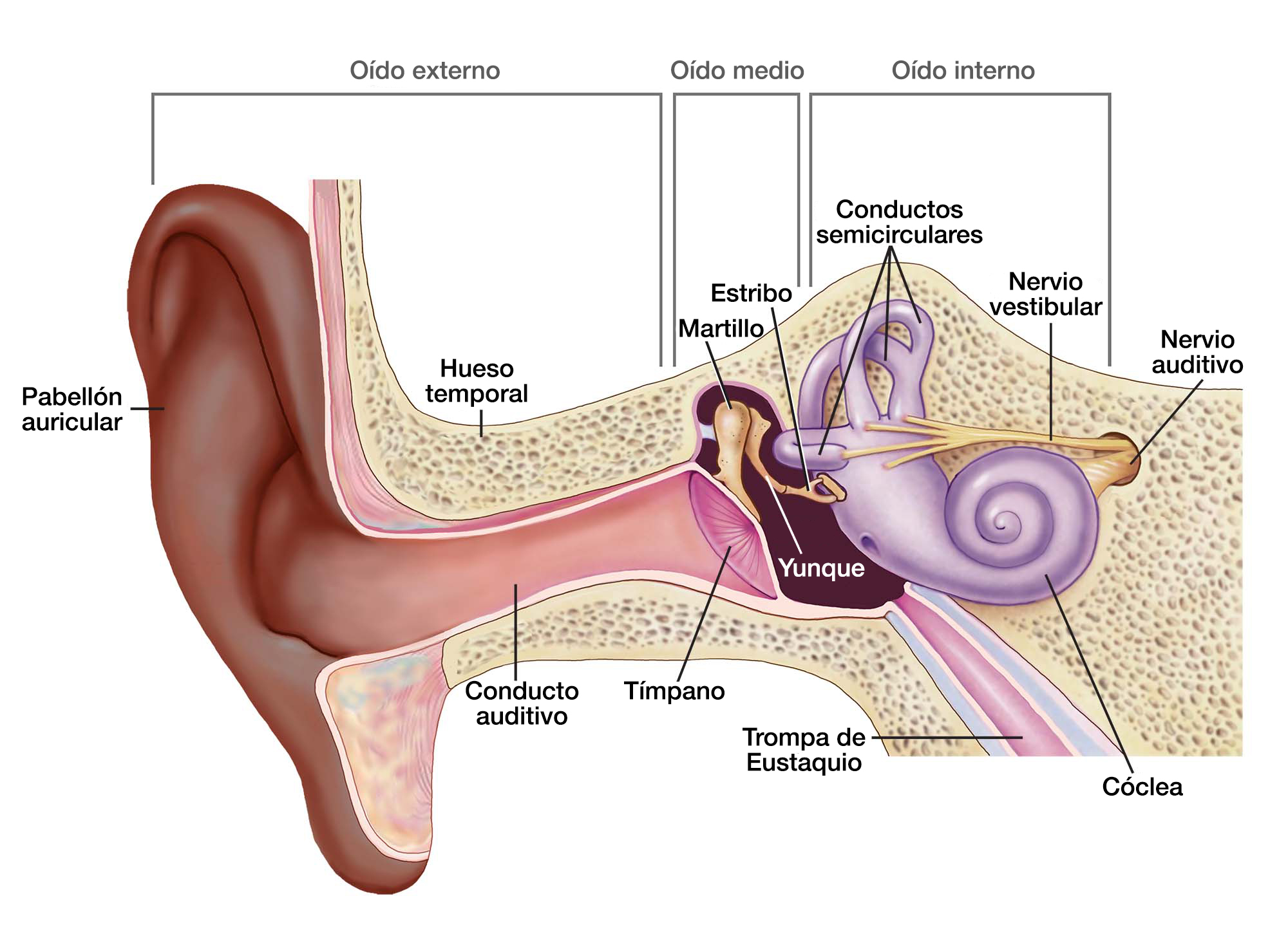 El oído externo incluye el pabellón auricular, el hueso temporal y el conducto auditivo. El oído medio incluye el tímpano, el martillo, el yunque y el estribo. El oído interno incluye los conductos semicirculares, la trompa de Eustaquio, la cóclea, el nervio vestibular y el nervio auditivo.