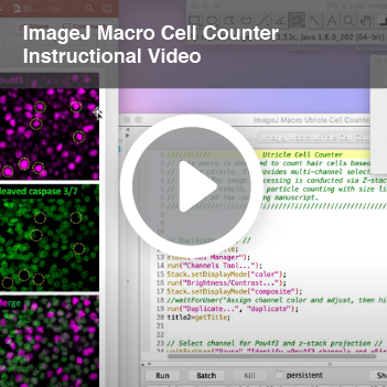 ImageJ Macro Cell Counter Instructional Video