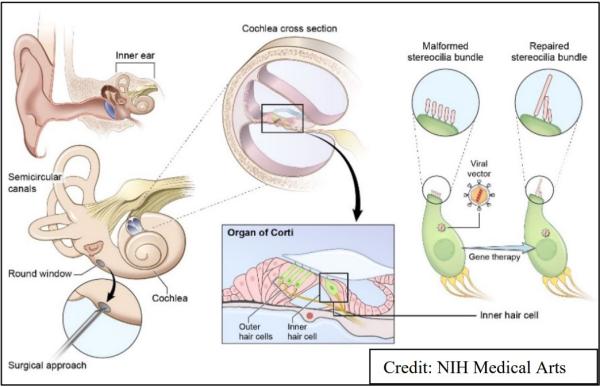 Diagram of anatomy of ear - inner ear, semicircular canals, cochlea, Organ of Corti, hair cells, and stereocilia bundle.